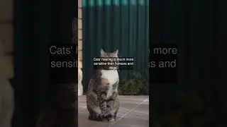 Cats' hearing is much more sensitive than humans and dogs.