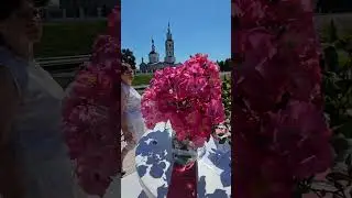 #розы