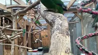 I just placed the camera in the Aviary, the result,; not what I wanted 🤣🤣🤣