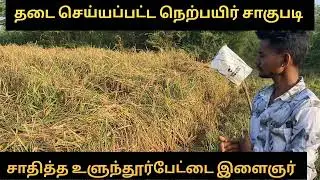 கருப்பு கவுனி நெல் அறுவடை | karuppu Kavuni in Tamil |#karuppukavuni