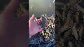Второй раз запустили Рака#рыбалка#fishing#топ#рек#fish#реки#тренды#рекомендации#роблокс#тикток#таро