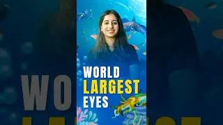 World Largest Eyes 👀 #science #sciencefacts #csirnet #biology #neet #gate #tifr #icmr #cuet #iitjam