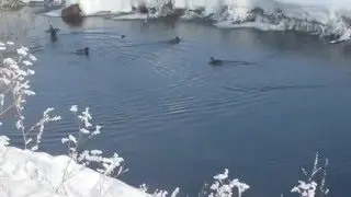 Дикие утки в  городе.