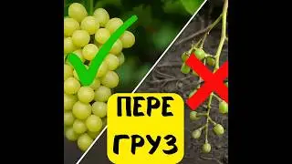 Overloaded grapes and weak vegetation: what to do right now!