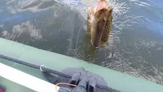 ЩУКА КУСАЛА, УЛОВ ЕСТЬ !!! 13.06. 2024 г.