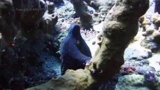 Dive The JAPANESE WRECK with BALI DIVE TREK