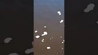 #сазан