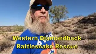 Diamondback Rattle Snake At The Chicken Coop Door