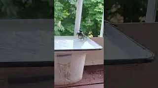 Brave tit🌱Tit bathing