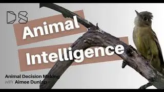 Animal Decision Making