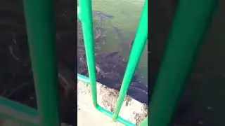 ଇଲୋ ମାଲୋ କେତେ 😱😱