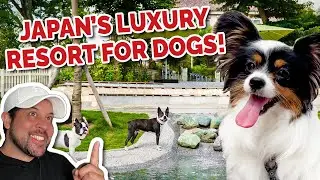 A Day at a Dog Theme Park in Japan