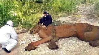 Cosa Hanno Trovato In Questi Bosco Ha Scioccato Il Mondo