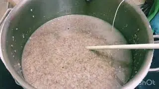 Осахаривание затора зелёным солодом. Увы, неудача :(