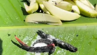 কাঁচা আম ভর্তার পারফেক্ট রেসিপি🔥Green Mango Spicy Vorta Recipe🔥Tok Jhal Misti Kacha Amm Vorta