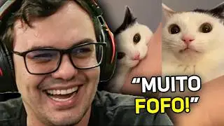 Fall reage aos melhores vídeos de GATO