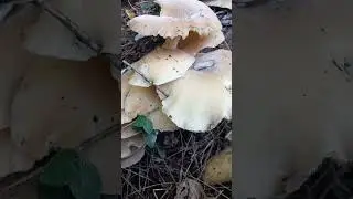 정체불명대물버섯 아카시아고목에 붙은버섯 어른손바닥 정도 큰 버섯