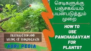 How to use Panchagavya for plants in Tamil |செடிகளுக்கு பஞ்சகவ்யா பயன்படுத்தும் முறை| AGRI PEDA|