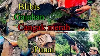 Hunting burung gajahan dan cangak merah