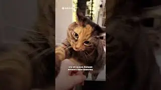5 признаков, что ваша кошка вас не любит 😭 
