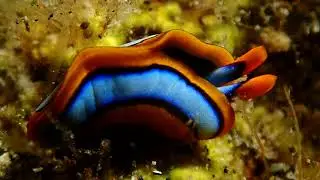 Thuridilla lineolata | Project Nudibranch
