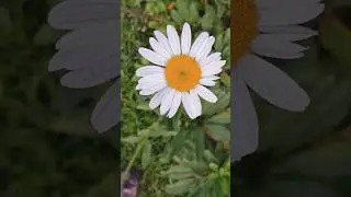 Natureza Relaxante ❤️🌻