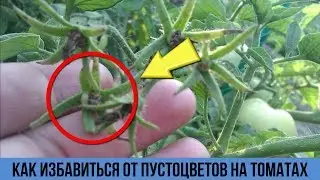 Пустоцвет на томатах Всё исправила в момент после этой простой обработки Средство от пустоцвета