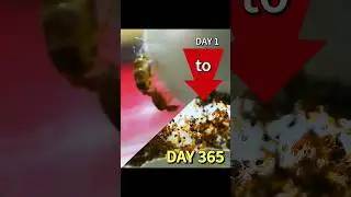 a Queen ants JOURNEY from DAY 1 to 365 