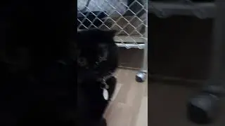Коты. Неаккуратный Cats. Sloppy cat