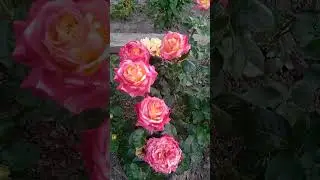 розы, розы, 02.07.2024