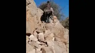 watch how a donkey climb a rough mountain