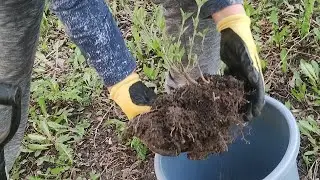 🌱Высаживаем Сеянцы Дикого Кизила для последующей летней прививки