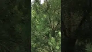 А Вы слышали про цинтаврию?