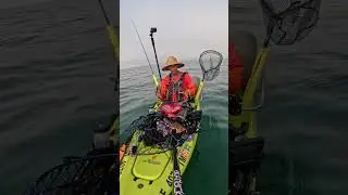 Male vs Female Crab!
