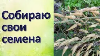Как собрать свои семена Рукола и редис