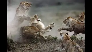 НЕВЕРОЯТНЫЕ БИТВЫ ЖИВОТНЫХ| СНЯТЫЕ НА КАМЕРУ  РЕАЛЬНЫЙ ЖИВОТНЫЙ МИР  ANIMAL FIGH