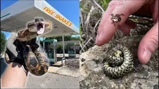 Snakes at TICK Infested Gas Station and Buzzer beater Speckled Kings! Midwest Herping Adventure