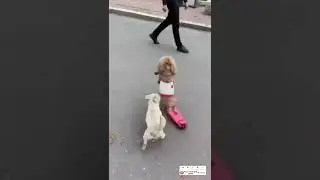 #shorts #trending #awesome #trendingshorts #funnyvideo #funnyvideo #petfunny #vadivelu #funnymoments