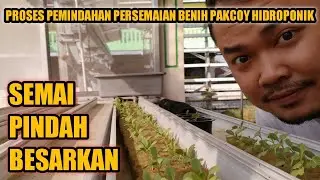 PEMINDAHAN PERSEMAIAN BENIH PAKCOY HIDROPONIK KE INSTALASI PEMBESARAN - Hidroponik Indonesia