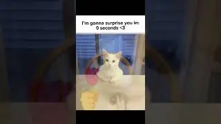 surprise #cat #мем #cute #прикол