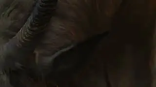 Melina and Torrent first scene   Elden Ring