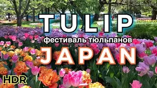 Tulip Festival • Showa Kinen Park • 昭和記念公園 • Japan 2021 #Tokyo2021