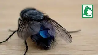Mosca azul o mosca de la carne, cuidado si la ves
