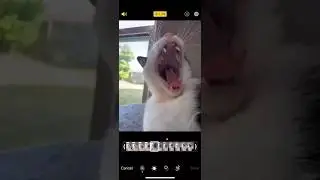 Cat Rock