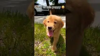 Look at our NEW PUPPY🥹