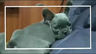 Blue French Bulldog Puppy | MDC DOGS