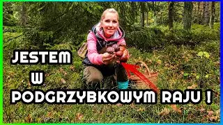 Wysyp Podgrzybków | Ale trafiliśmy miejscówkę !! | Tam Rósł Grzyb przy Grzybie | Super Grzybobranie