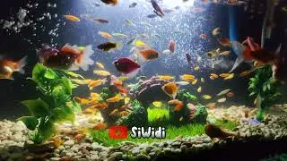 Air Mengalir Di Aquarium || Relaxing Music Pengantar Tidur