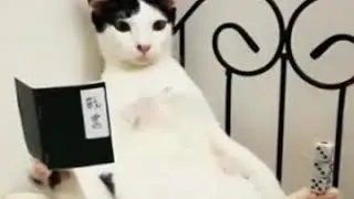 Кот балансер