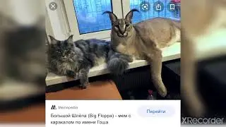 эволюция шлёпы чек